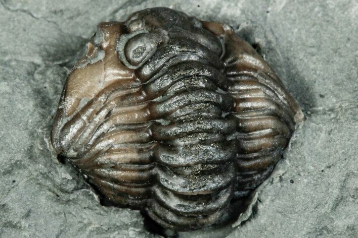 Wide Enrolled Flexicalymene Trilobite - Indiana #289996